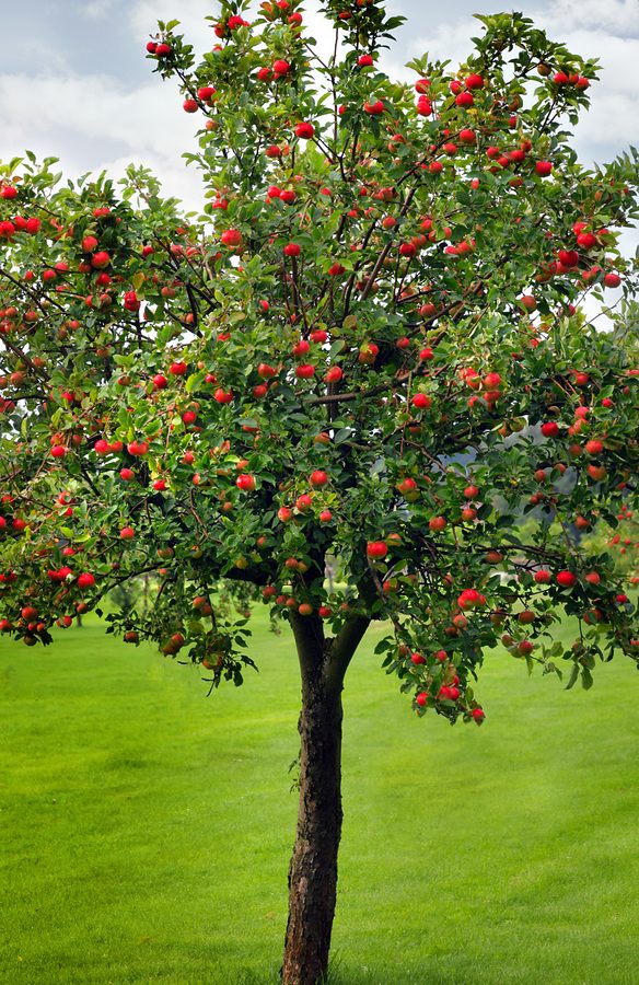 appletree
