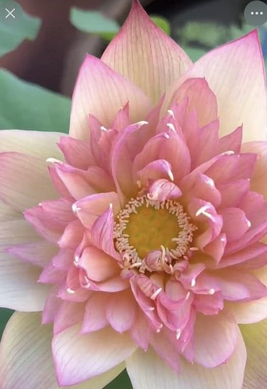 newplus lotus tebrau